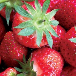 Strawberries Elsanta 20 Runners plus 4 Planters