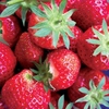 Strawberries Elsanta 20 Runners