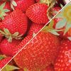 Strawberry 12 Plants