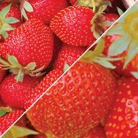 Strawberry 12 Plants