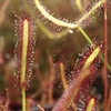 Sundew Plant (Drosera binta) 3 Plants 9cm Pot