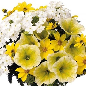 Sunshine Mix 12 Large Plants
