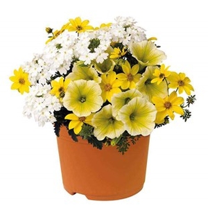 Sunshine Mix 2 Pre-Planted Containers