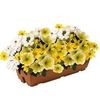 Sunshine Mix 2 Pre-Planted Troughs