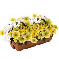 Sunshine Mix 2 Pre-Planted Troughs