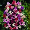 Sweet Pea Fragrant Mix 12 Mega Plants