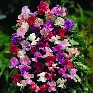 Sweet Pea Fragrant Mix 12 Mega Plants