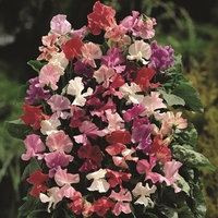 Sweet Pea Fragrant Mix 50 Plants + 20 FREE
