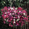 Sweet Pea Sugar & Spice (Trailing) 12 Mega Plants