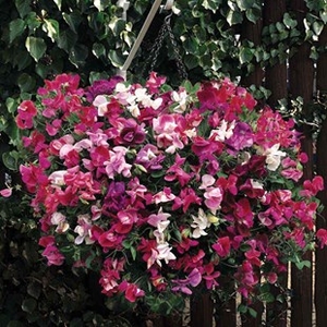 Sweet Pea Sugar and Spice 1 Pre-Planted Hanging Basket