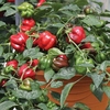 Sweet Pepper Bellina 1 Pre-Planted Container