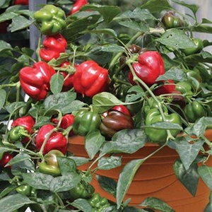 Sweet Pepper Bellina 1 Pre-Planted Container
