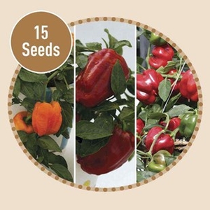 Sweet Pepper F1 15 Seeds