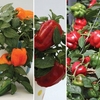 Sweet Peppers 6 Large Plants