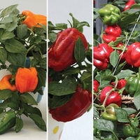 Sweet Peppers 6 Large Plants