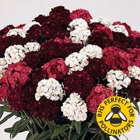 Sweet William Fragrant Fever 24 Large Plants