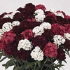 Sweet William Fragrant Fever 70 Medium Plugs