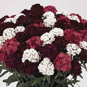 Sweet William Fragrant Fever 70 Medium Plugs