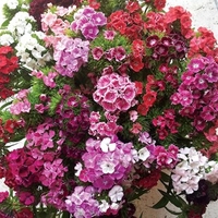 Sweet William Vesuvio 12 Mega Plants