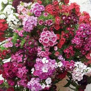 Sweet William Vesuvio 170 Small Plug Plants