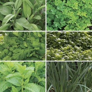 Tasty Herb Collection 12 Large Plants