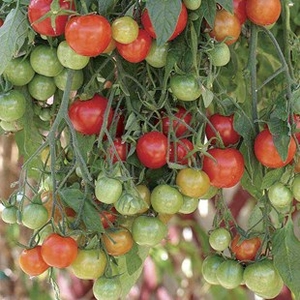 Tomato Tumbling Tom F1 12 Large Plants