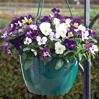 Viola Ochre (Trailing) 12 Mega Plants