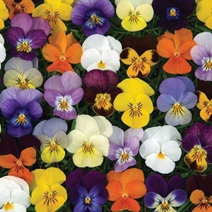 Viola Valentino 70 Medium Plug Plants