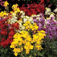 Wallflower Wizard 12 Mega Plants