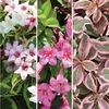 Weigela Collection 3 Plants 3 Litre