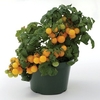 Windowsill Tomato Cherry Yellow 1 Plant 2 Litre