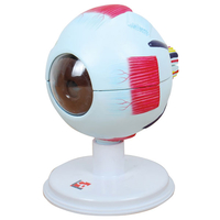 6 Part Human Eye Model 4 x Life Size