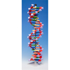 Molymod DNA-060-22 - MiniDNA Advanced 22 Layer Molecular Model Kit...