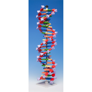 Molymod DNA-060-22 - MiniDNA Advanced 22 Layer Molecular Model Kit...