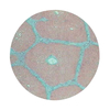 RVFM - Histology Slide Set