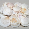 Assorted Scallop Shell Pack (1kg Pack)