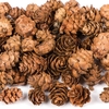 Larch Cones (Pack of 200) Natural Crafts,  Art & Craft Supplies,  250g (Approx. 200 Pieces)