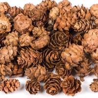 Larch Cones (Pack of 200) Natural Crafts,  Art & Craft Supplies,  250g (Approx. 200 Pieces)