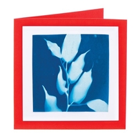Sunprint® Kit (Pack of 12)