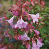 Abelia 