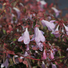 Abelia 
