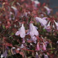 Abelia 