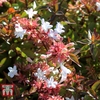 Abelia x grandiflora