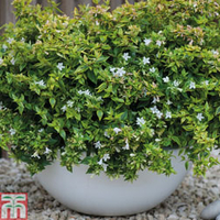 Abelia x grandiflora 
