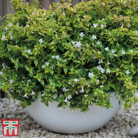 Abelia x grandiflora 