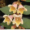 Abelia x grandiflora 