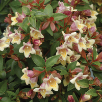 Abelia x grandiflora 