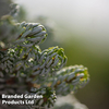 Abies koreana 