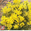 Acacia dealbata