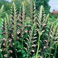 Acanthus hungaricus - 1 packet (6 seeds)